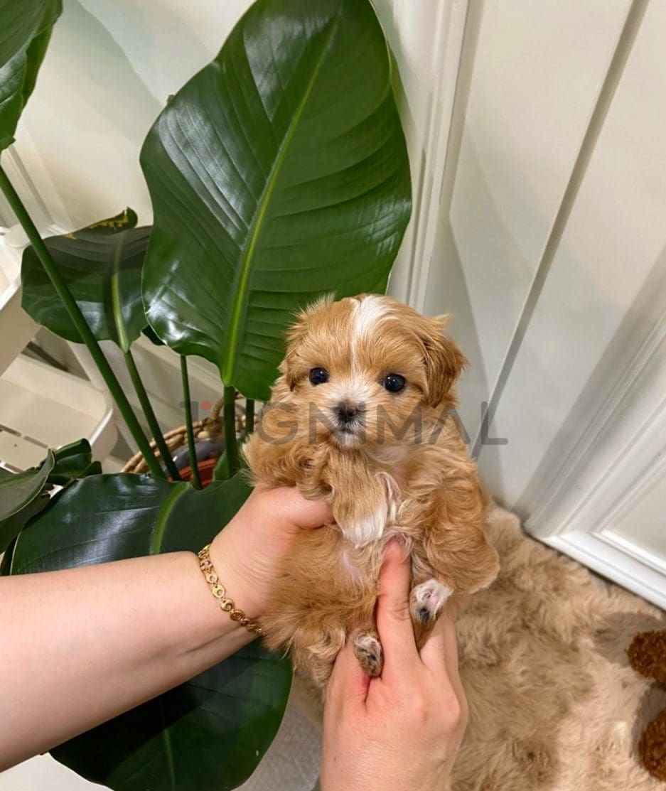 Maltipoo puppy for sale, dog for sale at Tagnimal