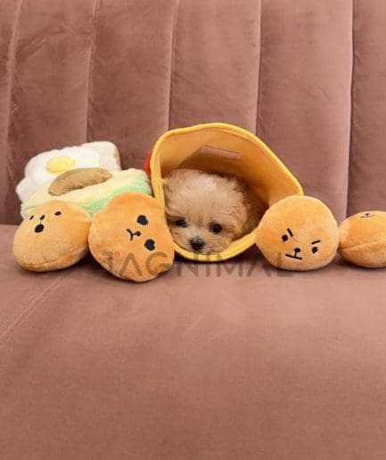 Maltipoo puppy for sale, dog for sale at Tagnimal