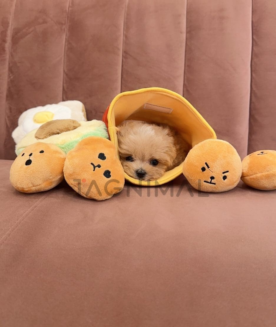 Maltipoo puppy for sale, dog for sale at Tagnimal