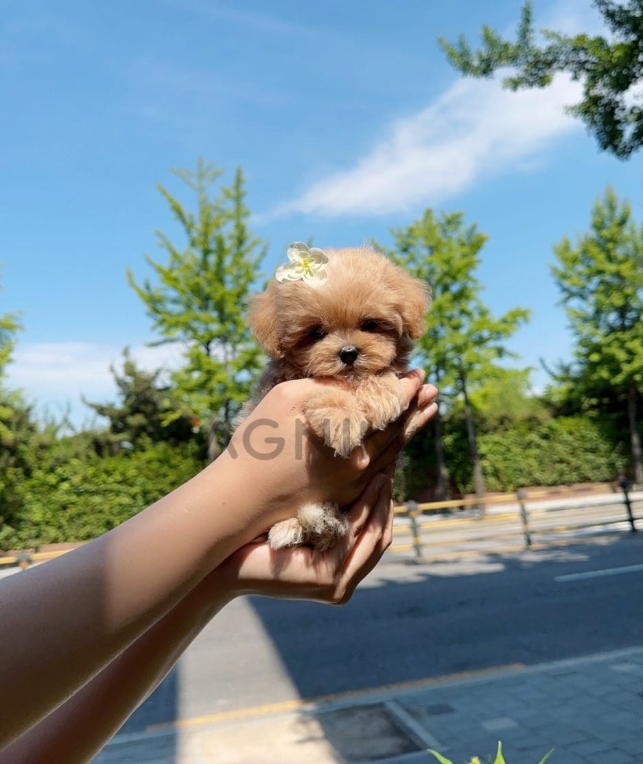 Maltipoo puppy for sale, dog for sale at Tagnimal