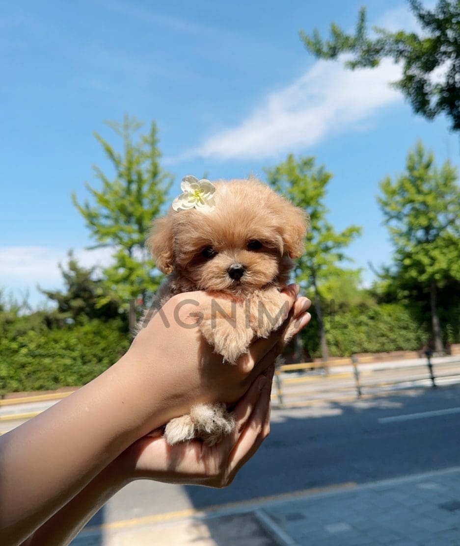 Maltipoo puppy for sale, dog for sale at Tagnimal