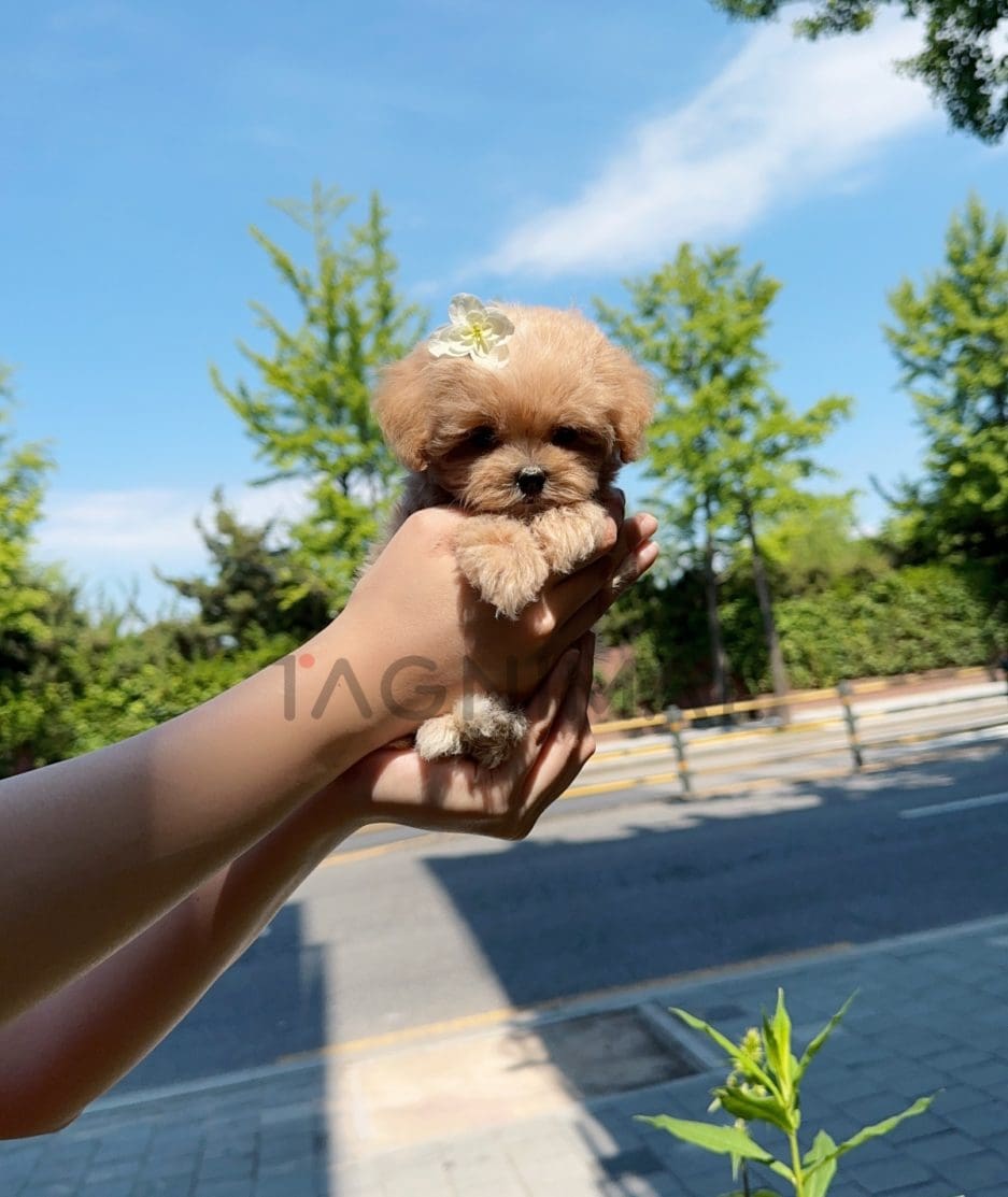 Maltipoo puppy for sale, dog for sale at Tagnimal