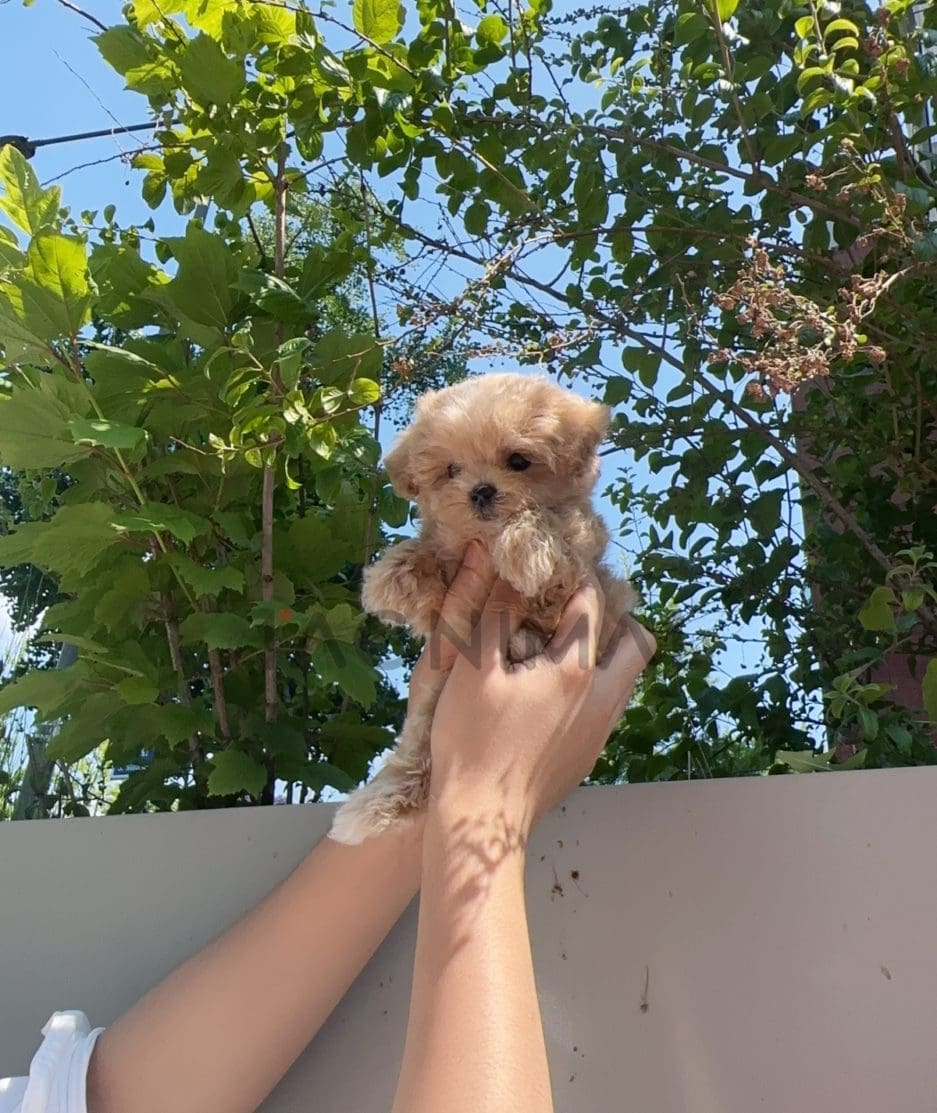 Maltipoo puppy for sale, dog for sale at Tagnimal