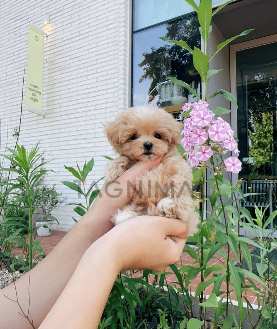 Maltipoo puppy for sale, dog for sale at Tagnimal