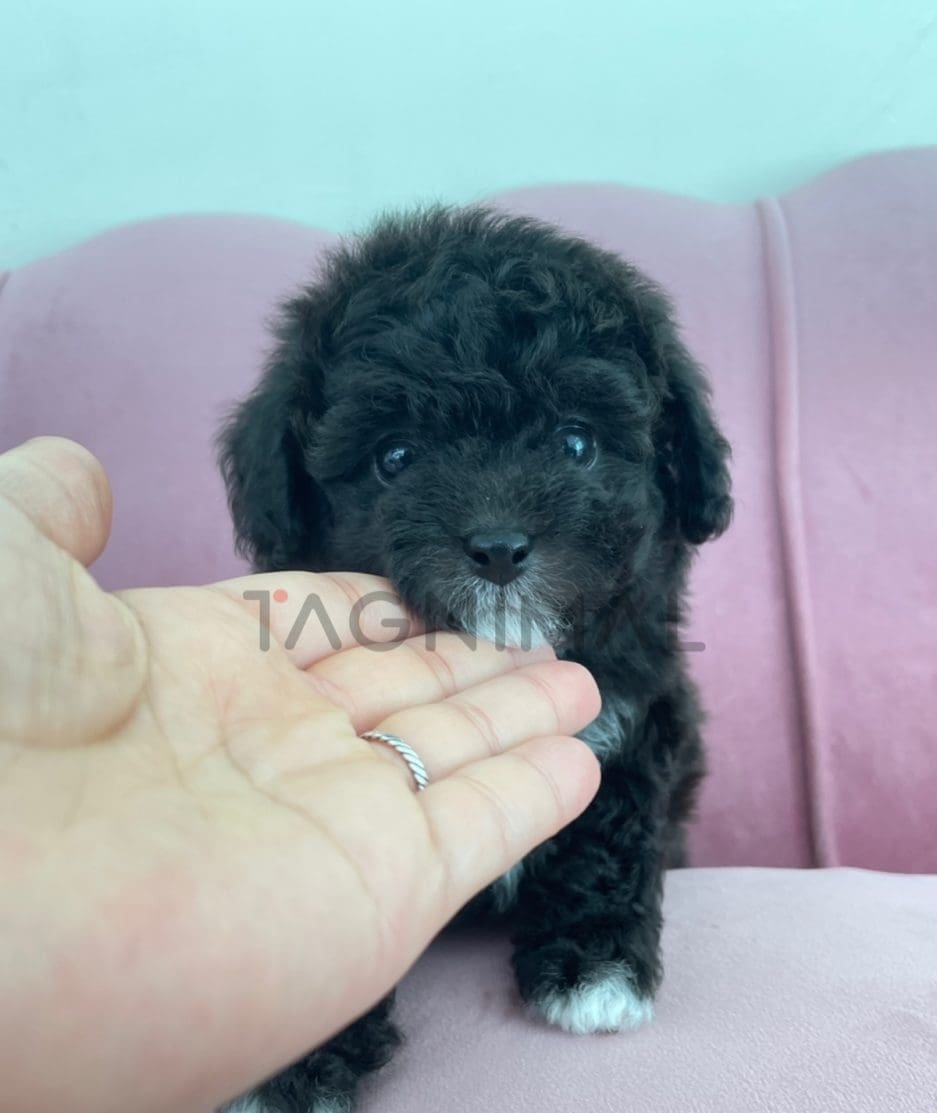 Poodle puppy for sale, dog for sale at Tagnimal