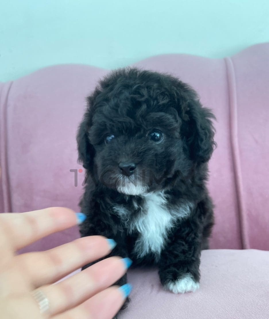 Poodle puppy for sale, dog for sale at Tagnimal