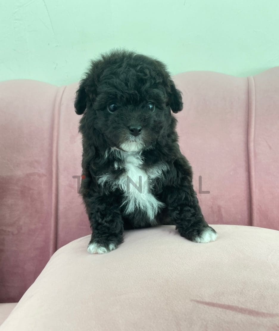 Poodle puppy for sale, dog for sale at Tagnimal