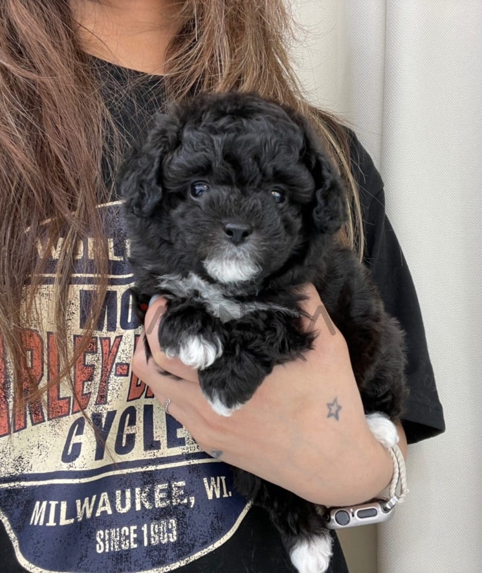 Poodle puppy for sale, dog for sale at Tagnimal