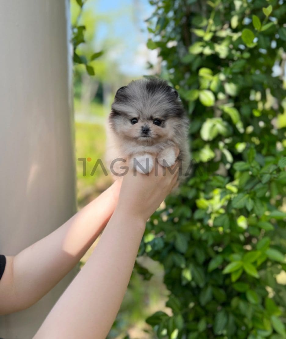 Pomeranian puppy for sale, dog for sale at Tagnimal