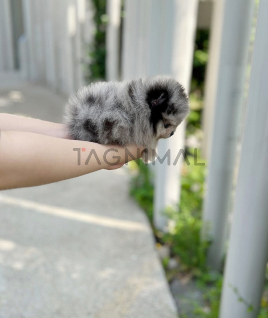 Pomeranian puppy for sale, dog for sale at Tagnimal