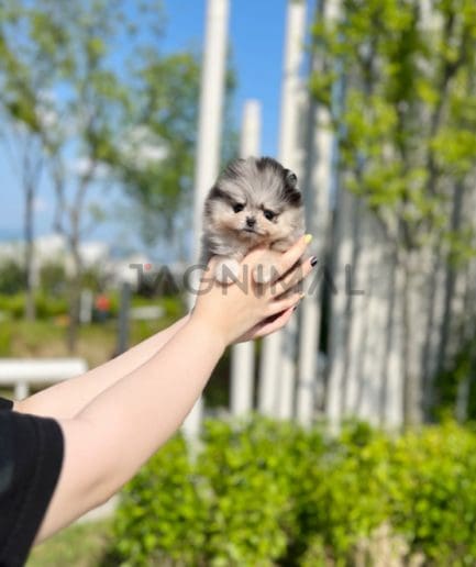 Pomeranian puppy for sale, dog for sale at Tagnimal