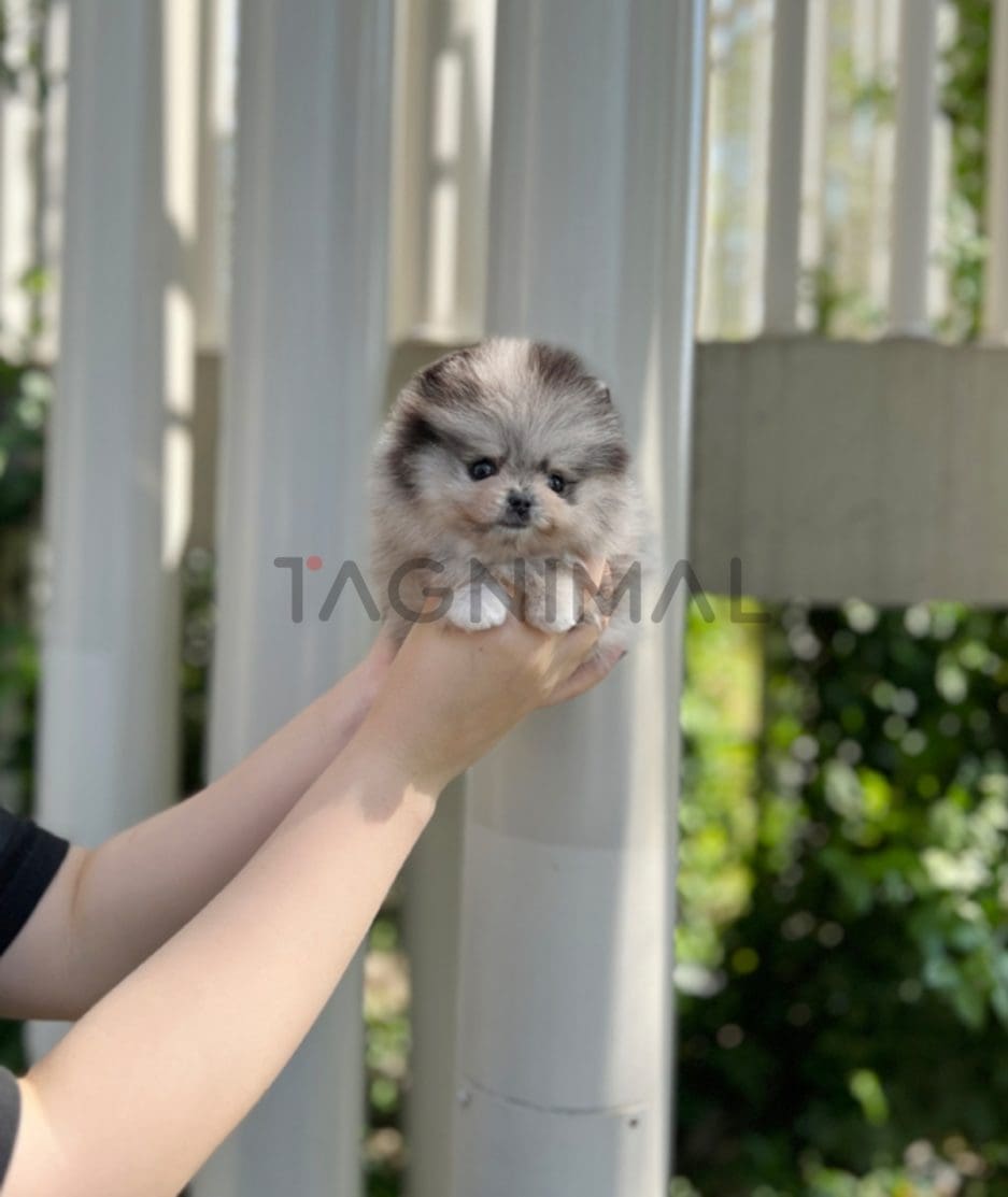 Pomeranian puppy for sale, dog for sale at Tagnimal