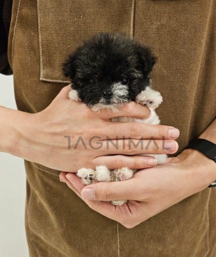 Maltipoo puppy for sale, dog for sale at Tagnimal