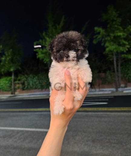 Maltipoo puppy for sale, dog for sale at Tagnimal