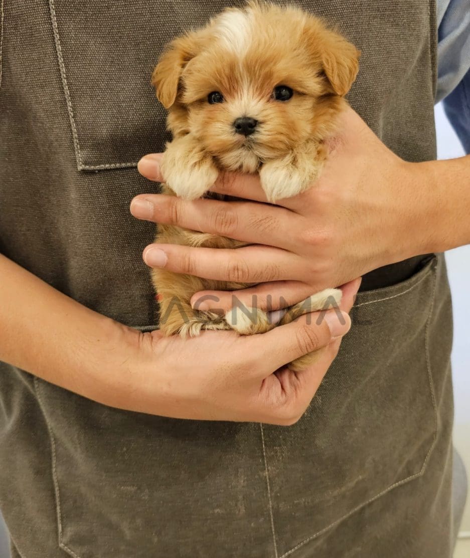 Maltipoo puppy for sale, dog for sale at Tagnimal