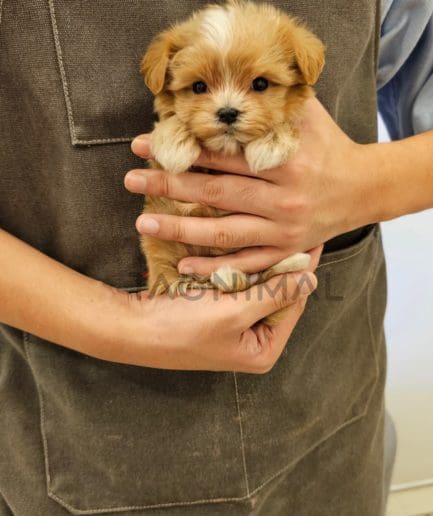 Maltipoo puppy for sale, dog for sale at Tagnimal