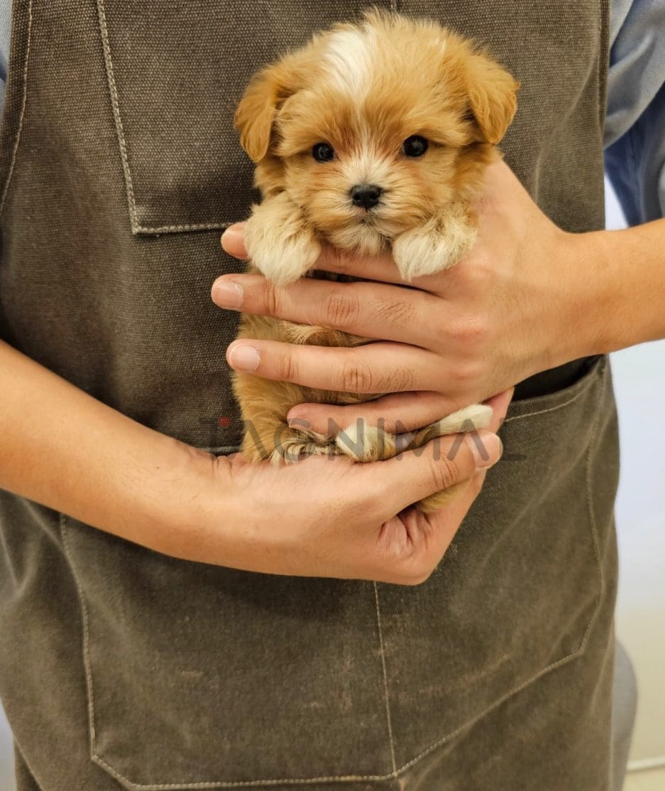 Maltipoo puppy for sale, dog for sale at Tagnimal