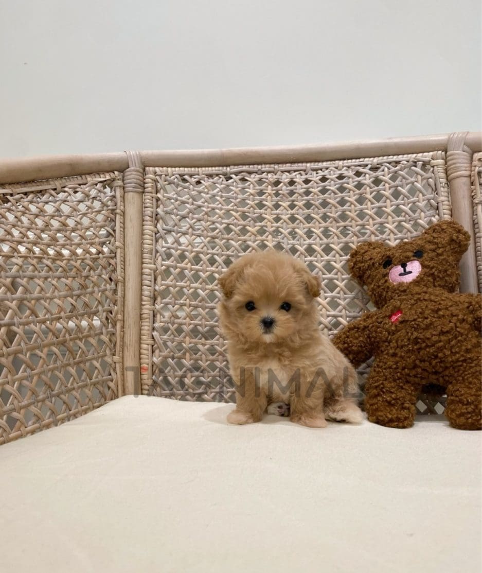 Maltipoo puppy for sale, dog for sale at Tagnimal