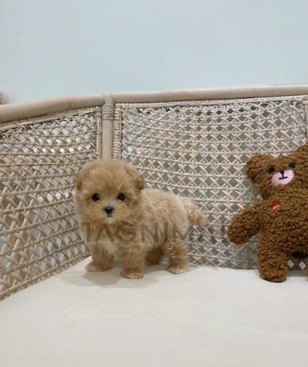 Maltipoo puppy for sale, dog for sale at Tagnimal