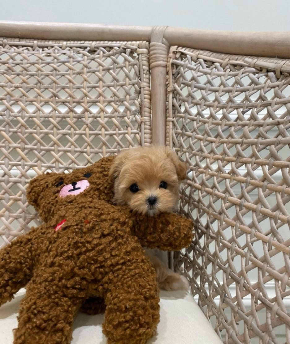 Maltipoo puppy for sale, dog for sale at Tagnimal