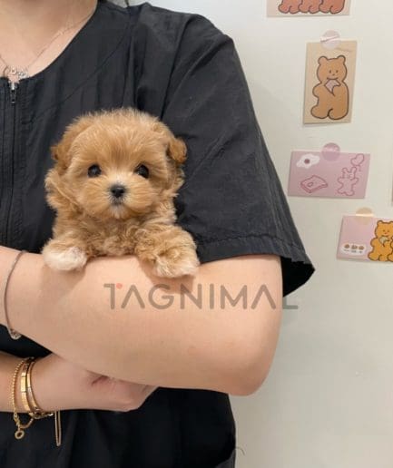 Maltipoo puppy for sale, dog for sale at Tagnimal