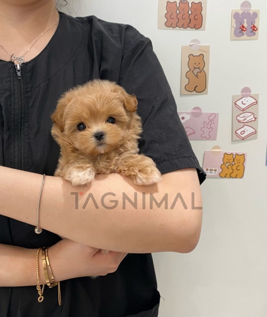 Maltipoo puppy for sale, dog for sale at Tagnimal