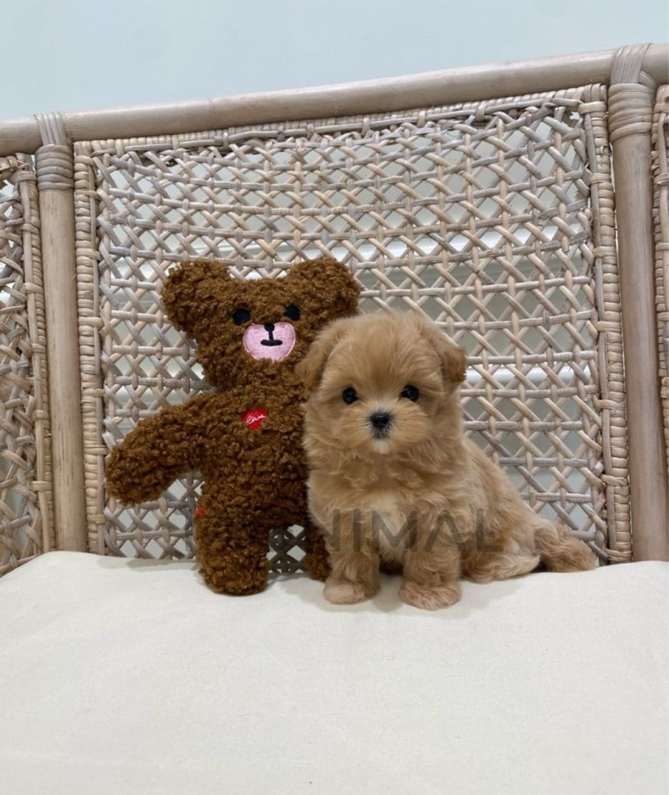 Maltipoo puppy for sale, dog for sale at Tagnimal