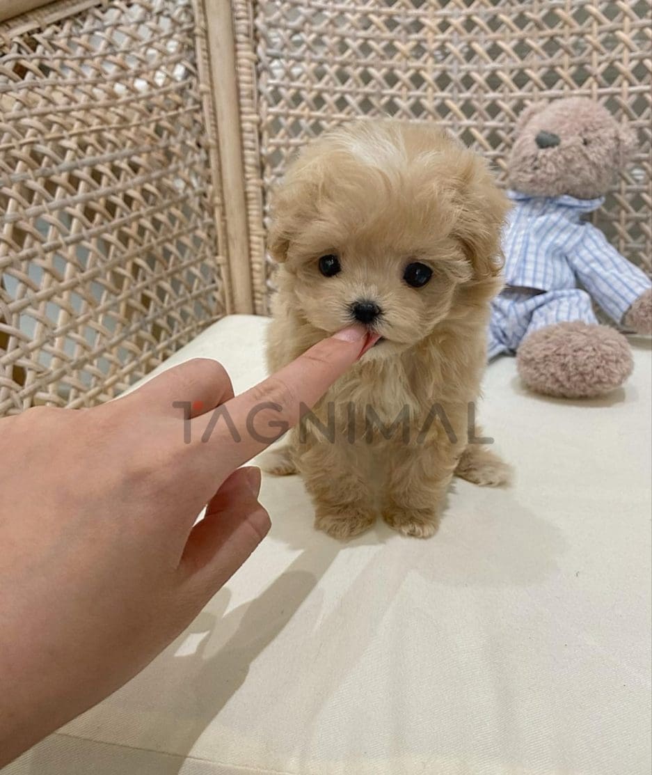 Maltipoo puppy for sale, dog for sale at Tagnimal