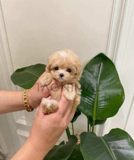 Maltipoo puppy for sale, dog for sale at Tagnimal