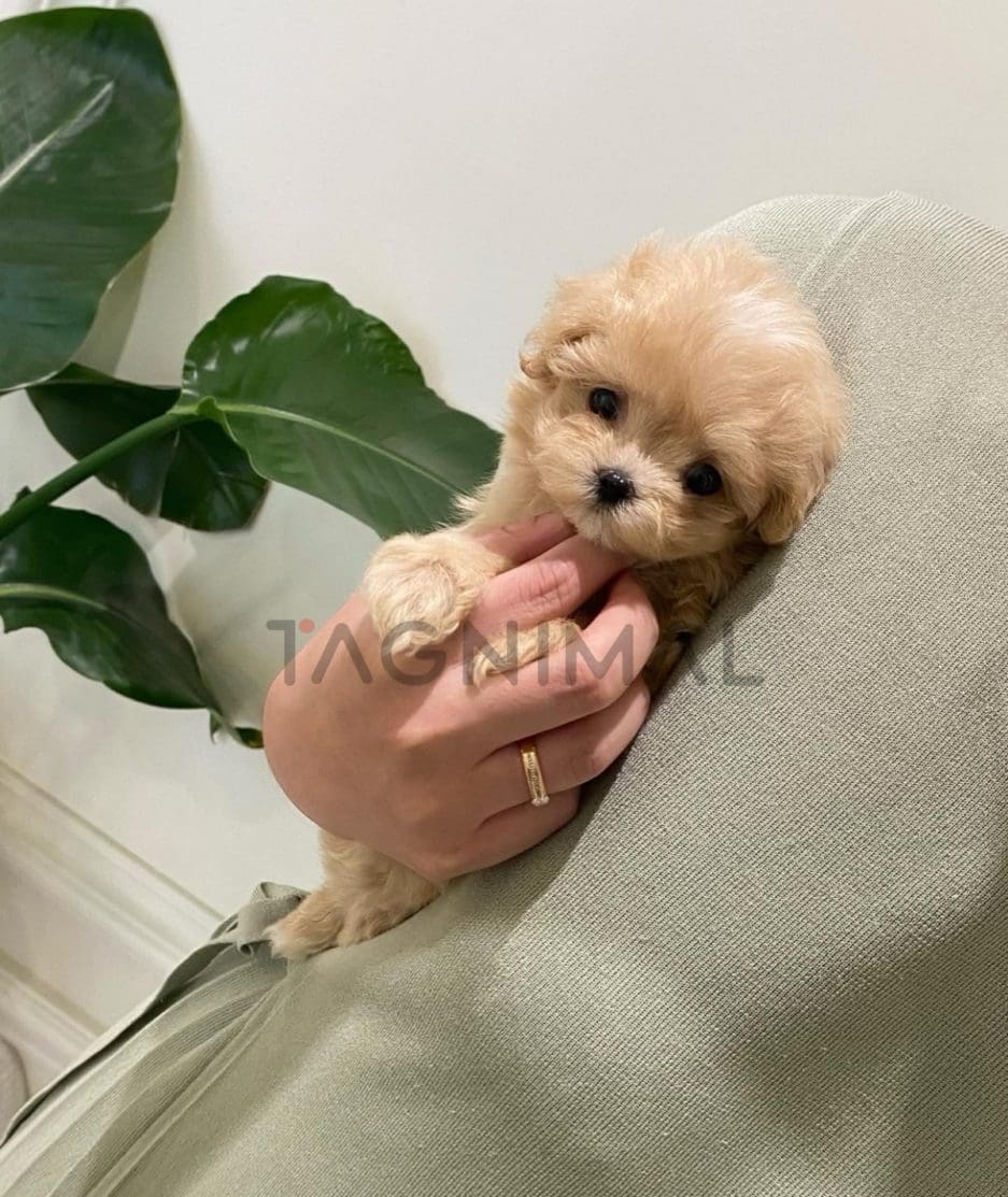 Maltipoo puppy for sale, dog for sale at Tagnimal