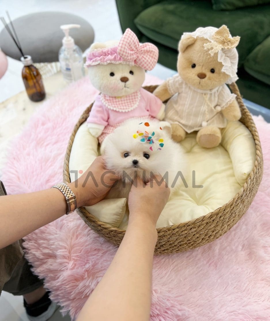 Pomeranian puppy for sale, dog for sale at Tagnimal