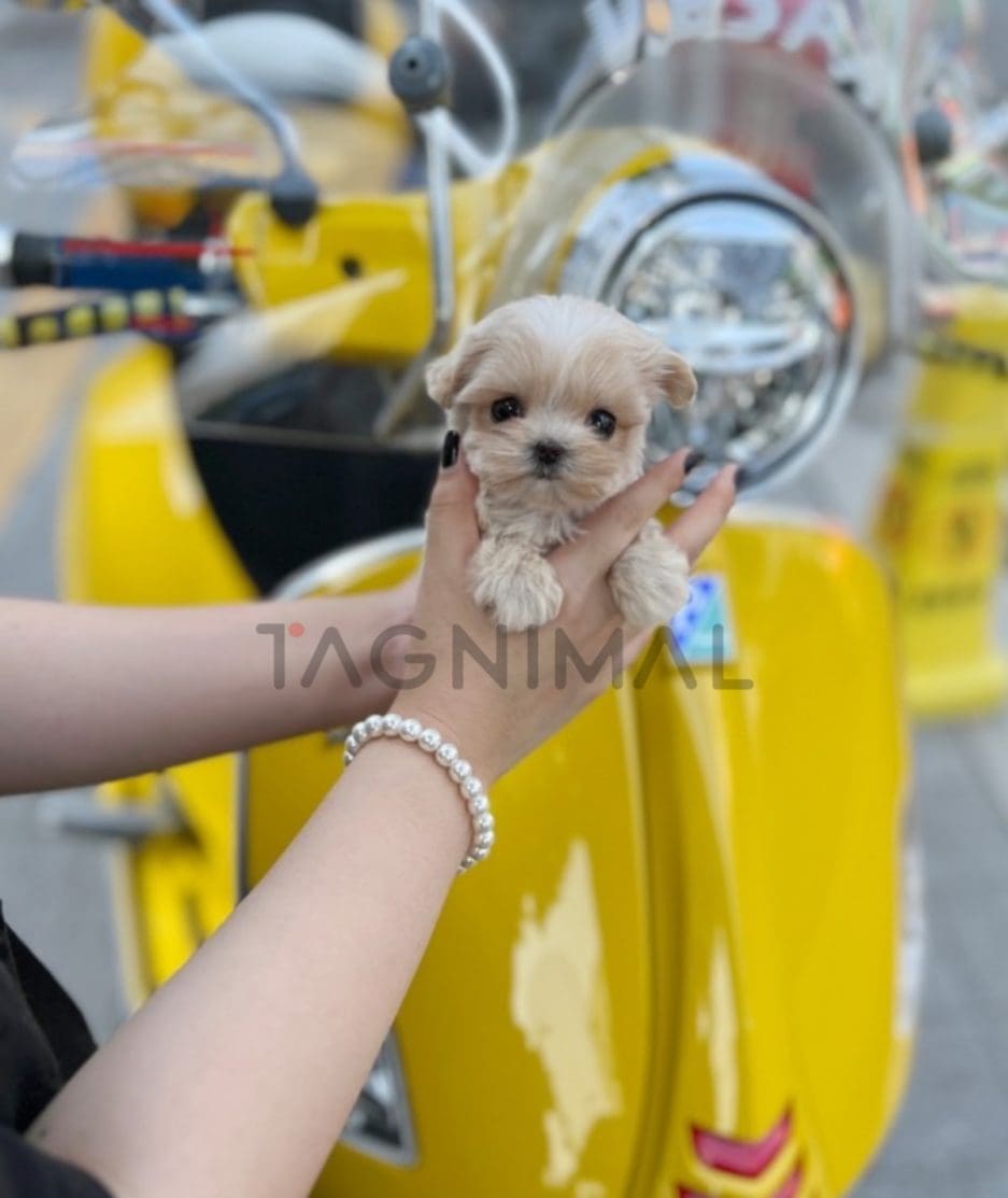 Maltipoo puppy for sale, dog for sale at Tagnimal