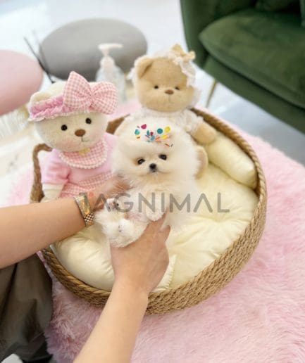 Pomeranian puppy for sale, dog for sale at Tagnimal