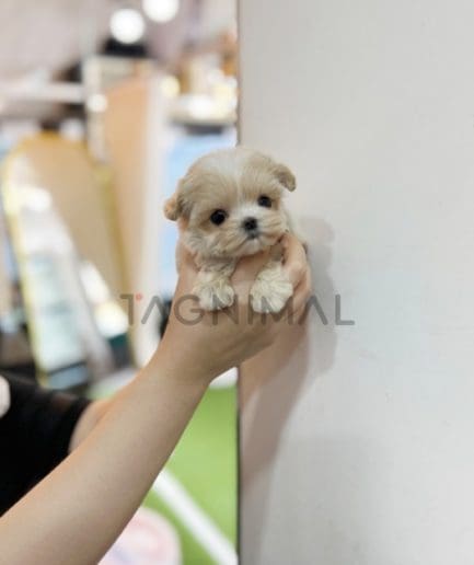 Maltipoo puppy for sale, dog for sale at Tagnimal