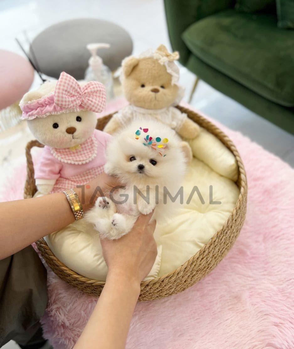 Pomeranian puppy for sale, dog for sale at Tagnimal