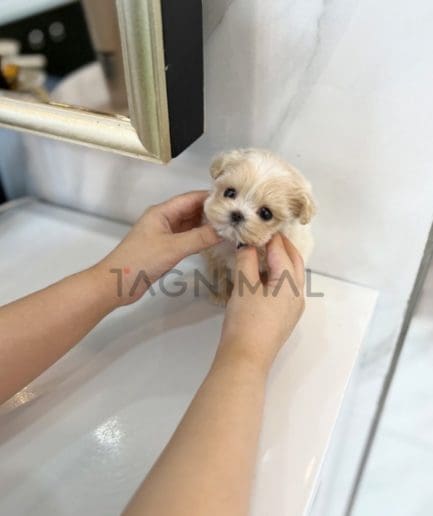 Maltipoo puppy for sale, dog for sale at Tagnimal