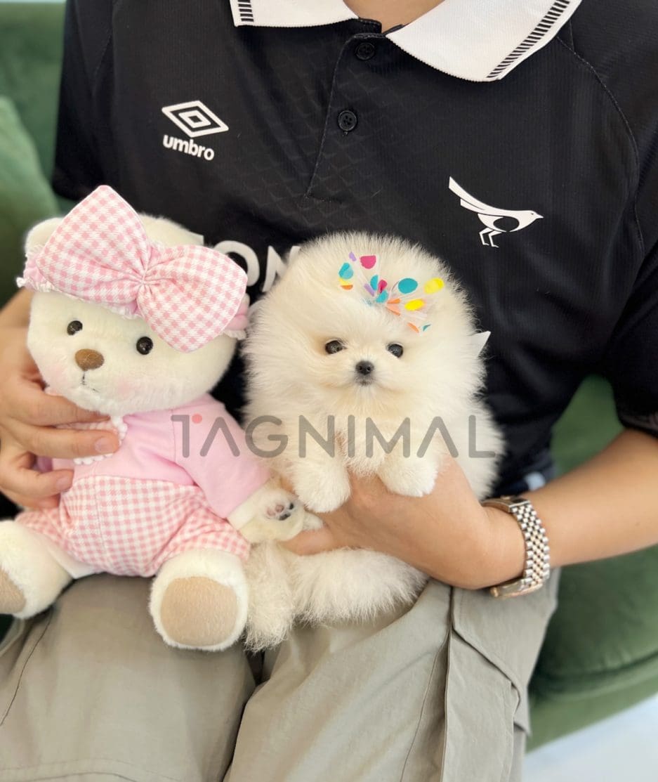 Pomeranian puppy for sale, dog for sale at Tagnimal