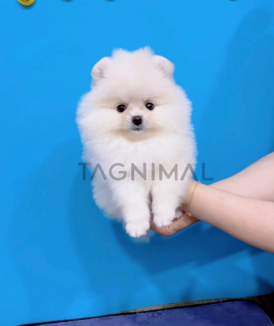 Pomeranian puppy for sale, dog for sale at Tagnimal