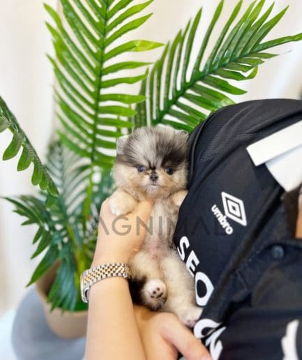 Pomeranian puppy for sale, dog for sale at Tagnimal