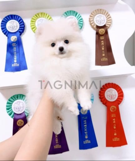 Pomeranian puppy for sale, dog for sale at Tagnimal