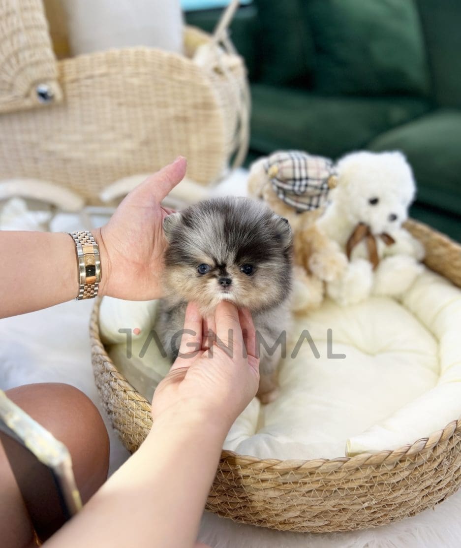 Pomeranian puppy for sale, dog for sale at Tagnimal