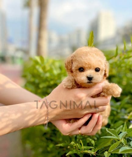 Poodle puppy for sale, dog for sale at Tagnimal