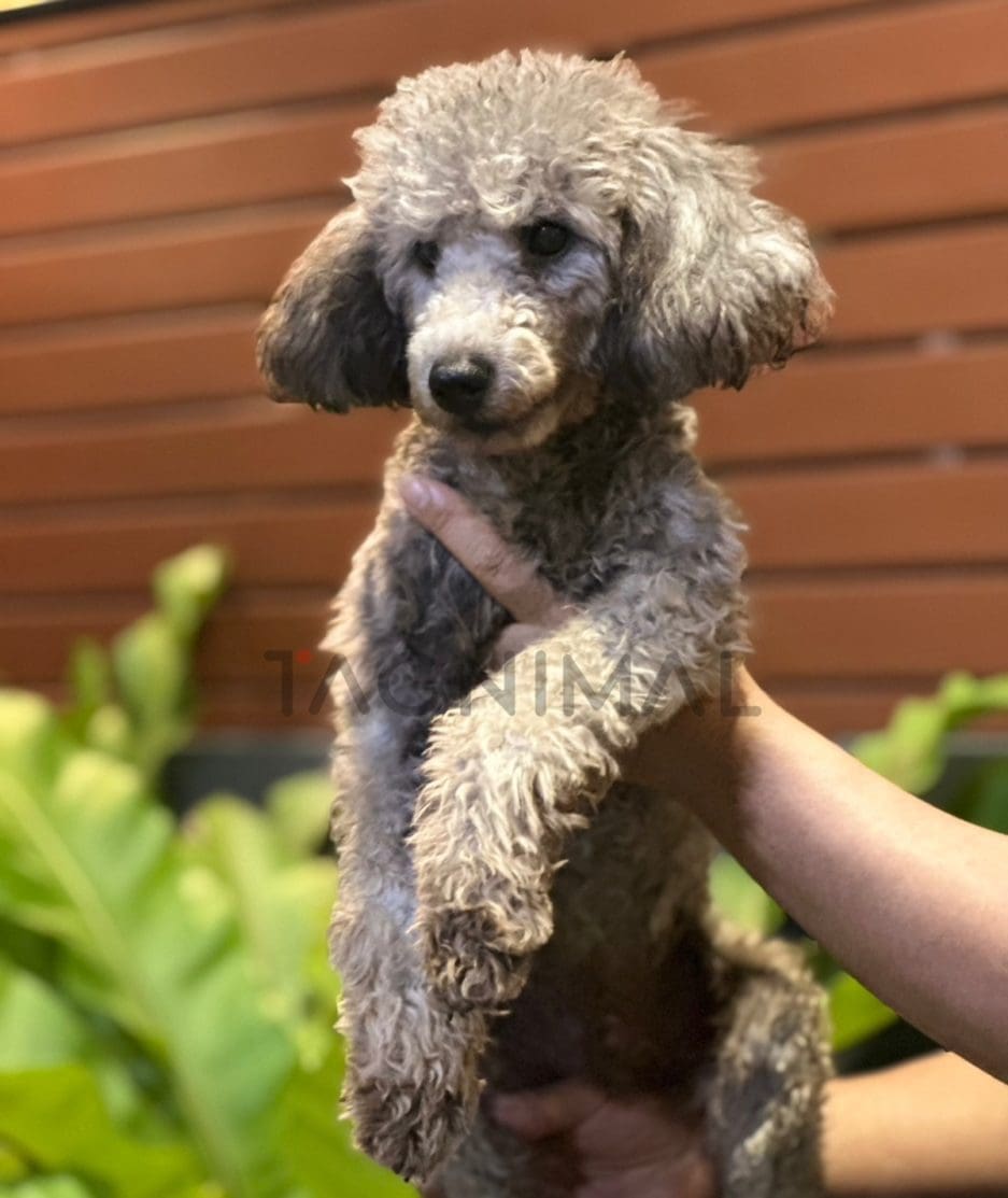 Poodle puppy for sale, dog for sale at Tagnimal