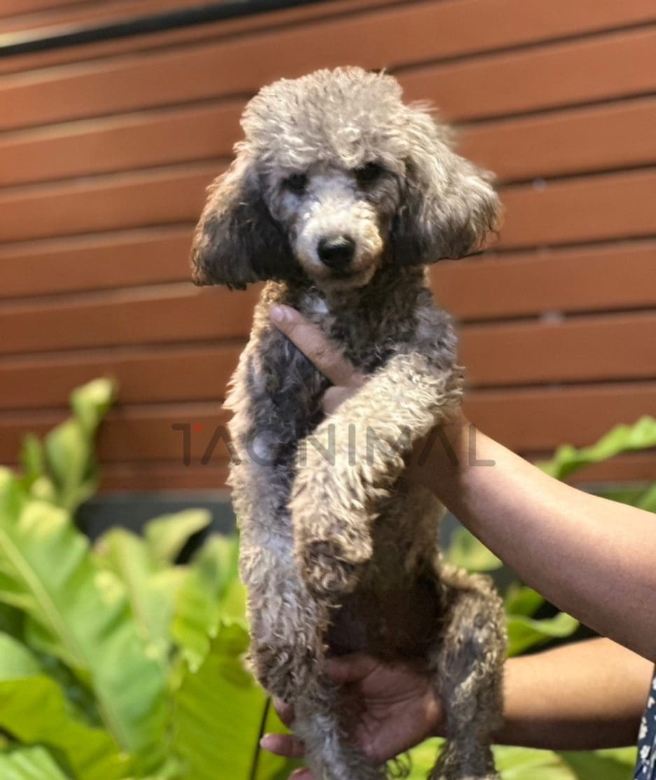 Poodle puppy for sale, dog for sale at Tagnimal