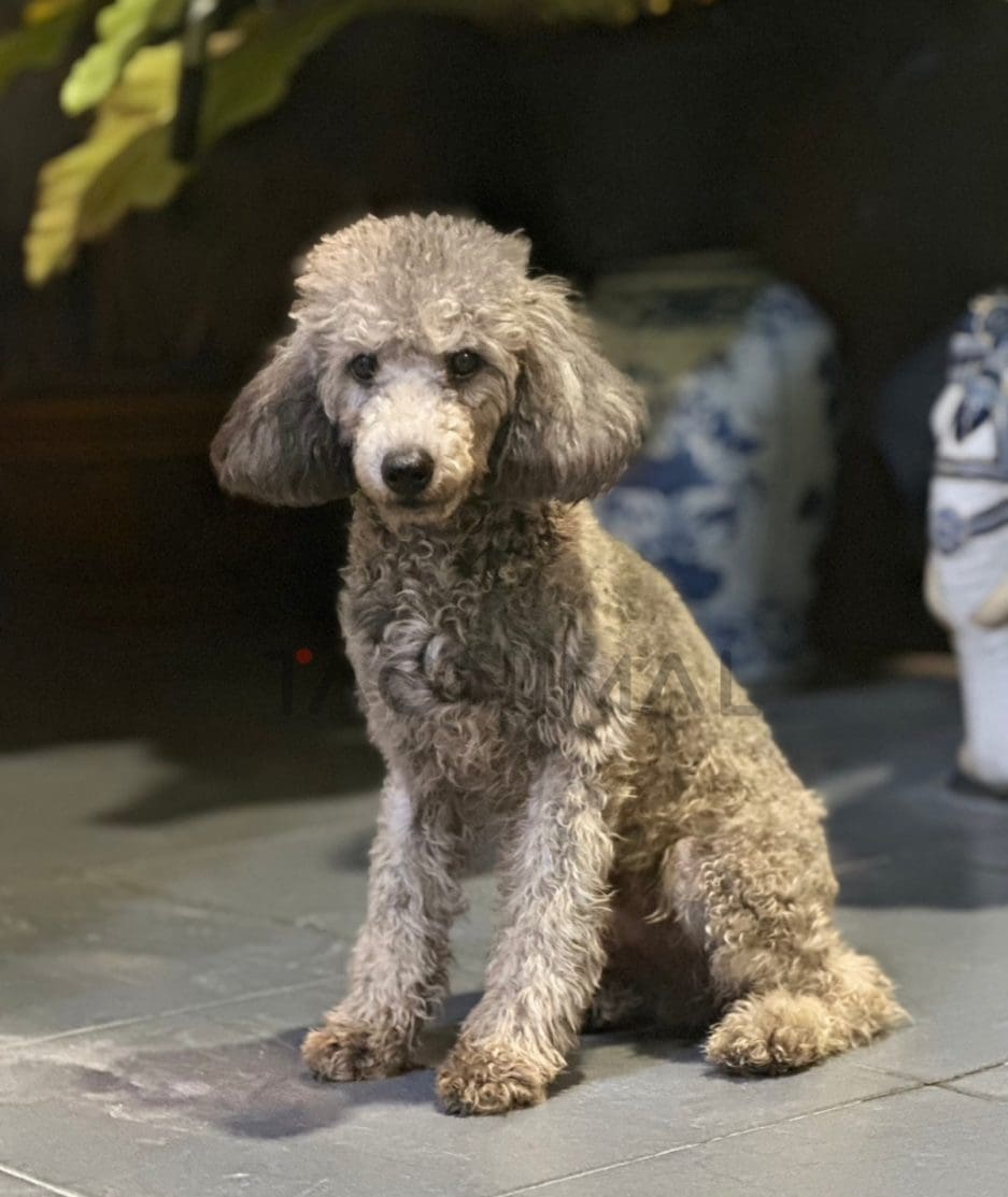 Poodle puppy for sale, dog for sale at Tagnimal