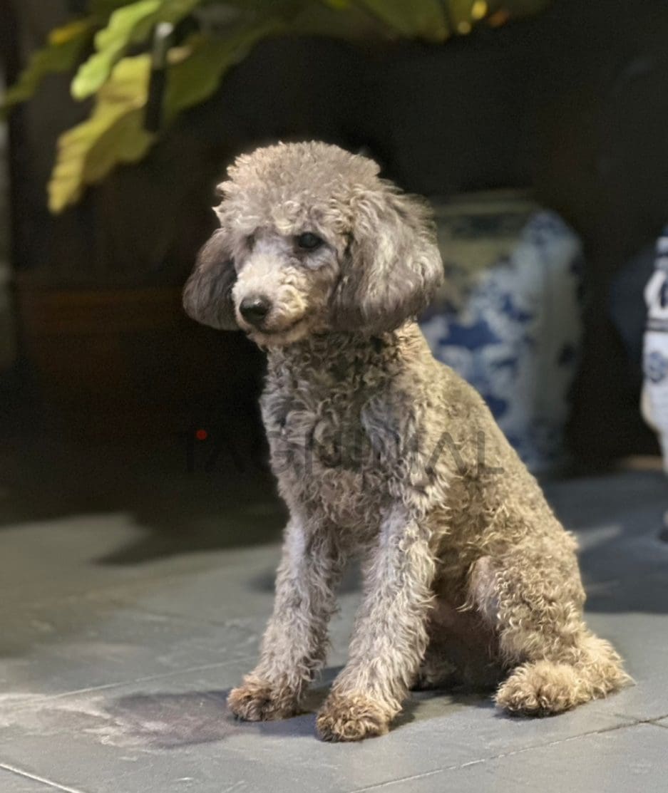 Poodle puppy for sale, dog for sale at Tagnimal