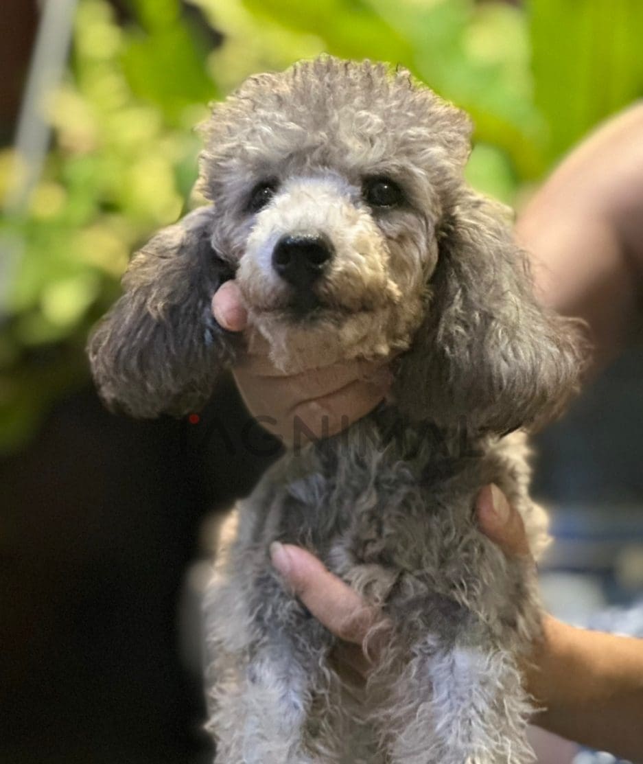 Poodle puppy for sale, dog for sale at Tagnimal