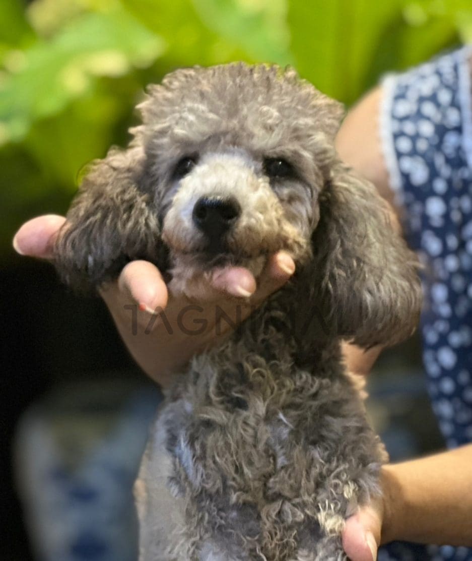 Poodle puppy for sale, dog for sale at Tagnimal