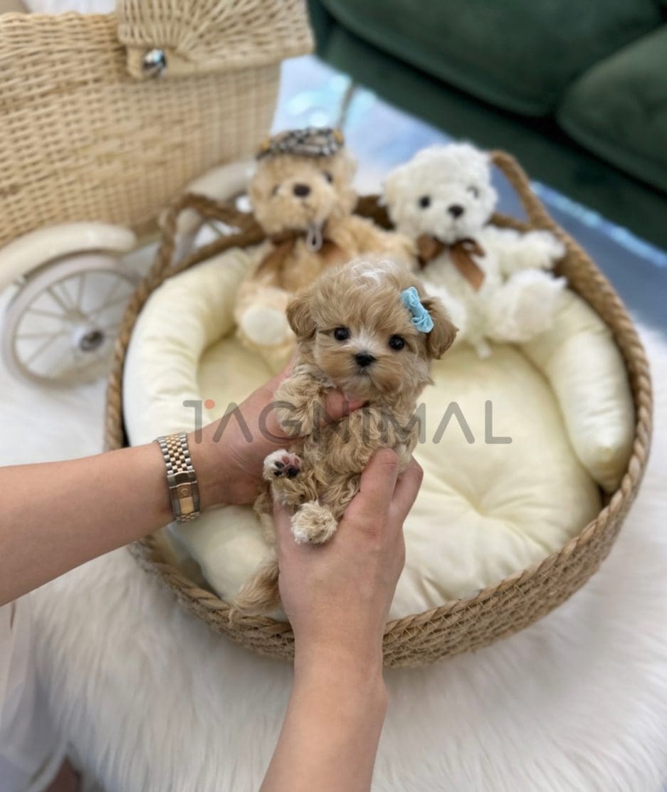 Maltipoo puppy for sale, dog for sale at Tagnimal