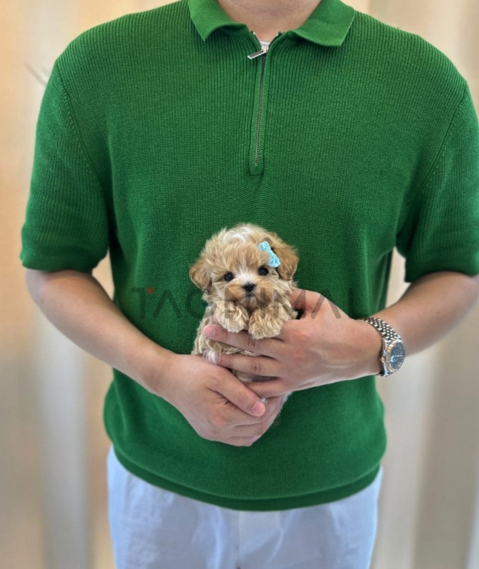 Maltipoo puppy for sale, dog for sale at Tagnimal